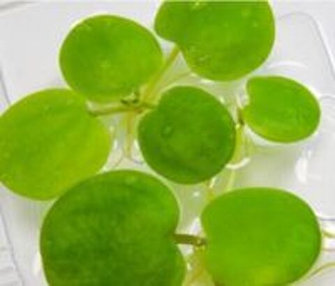   Lot de 15 pieds de Limnobium Laevigatum 