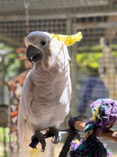 Recherche Cacato&egrave;s &agrave; huppe jaune femelle EAM ou MAN 0 40190 Pujo-le-plan