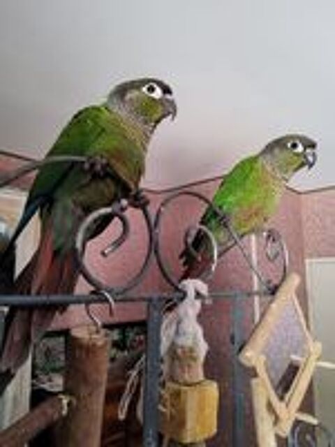   Conures molinae males de mois Eleves main 
