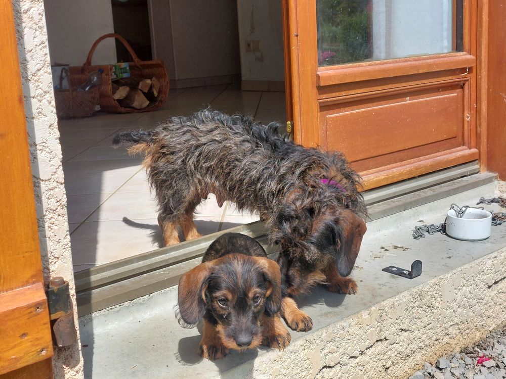   Vends chiot teckel mâle   