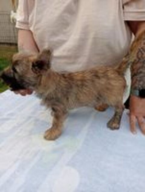   Chiots cairn terrier LOF ns le 12/02/2025 