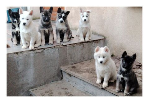  chiots pomsky aux magnifiques yeux bleus 950 26530 Le grand-serre