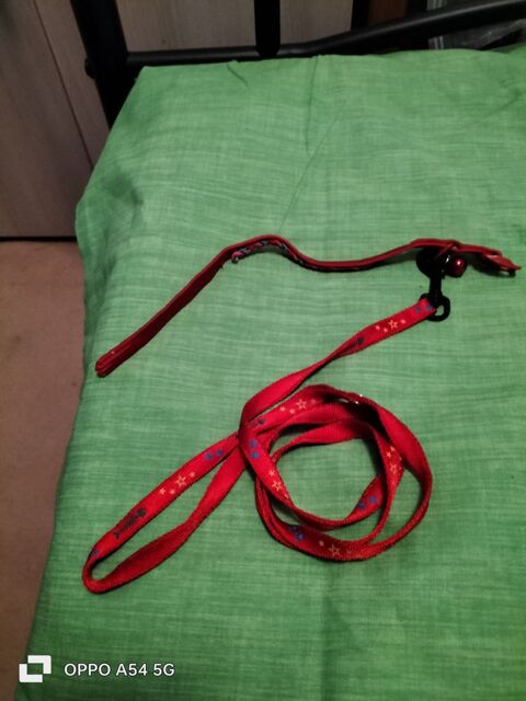 2 laisse avec collier 0 77280 Othis