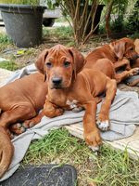   chiots rhodesian ridgeback 