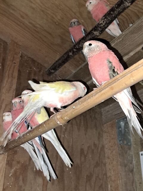 Oiseaux  de cage et de voliere 40 40110 Morcenx