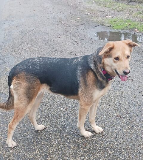 Chien AKIRA &agrave; l adoption 250 84000 Avignon