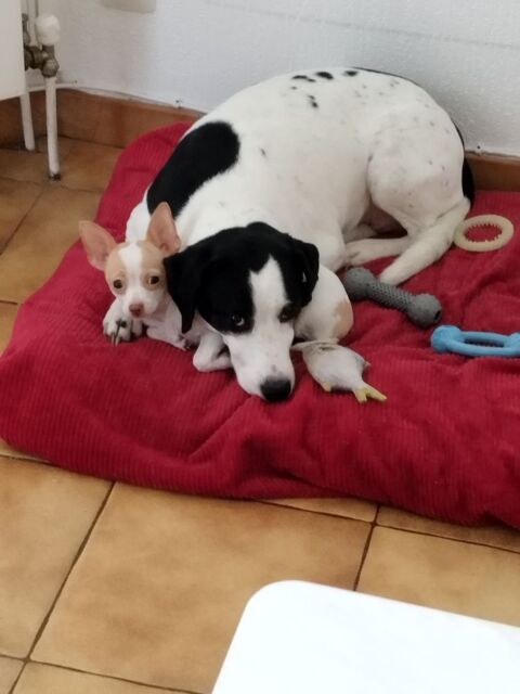 Donne chiot 650 13380 Plan-de-cuques
