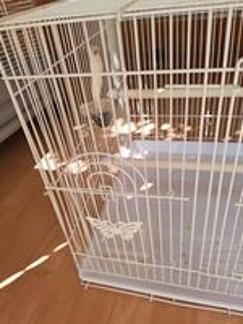   Grande cage 