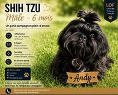   chiots shih tzu 