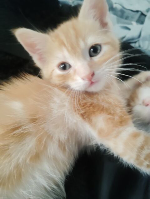 Donner chatons contre bon soin 0 31470 Saint-lys
