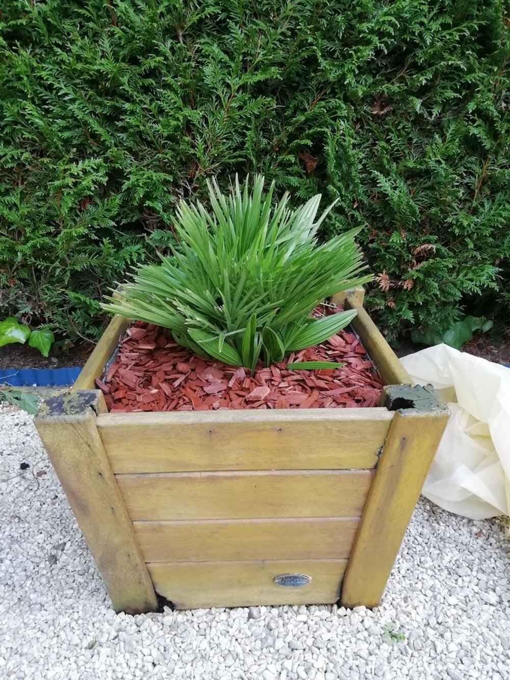 Plante dans leur bac en bois Jardin