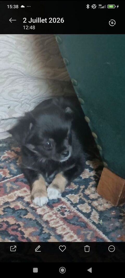 Chiot chihuahua femelle disponible  700 18000 Bourges