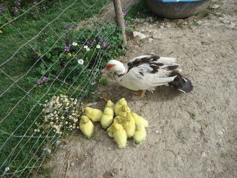 CANARDS  DE  BARBARIE 5 47340 Laroque-timbaut