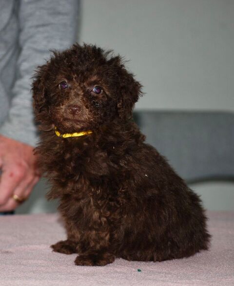 Superbes petits caniches de couleur chocolat  1600 86000 Poitiers