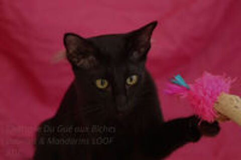   adorable chaton mandarin LOOF :oriental à fourrure mi-longue 