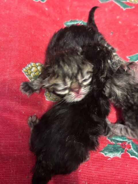 Naissance de 2 chatons persan LOOF 1000 89690 Ch�roy