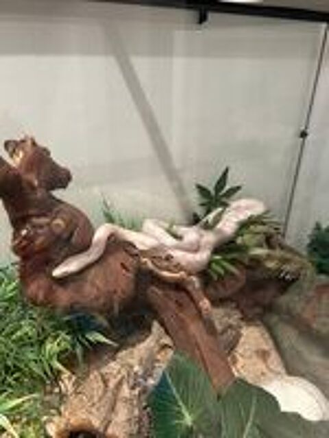   Serpent des blés+terrarium 