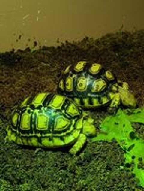   stigmochelys pardalis somalica 