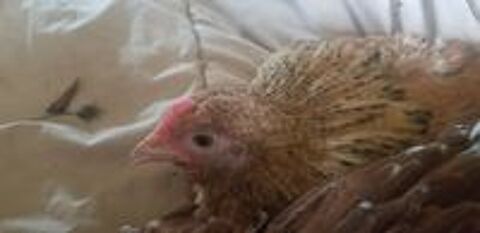   2 poussins ns le 24 janvier  2025. Presque 4 mois.
