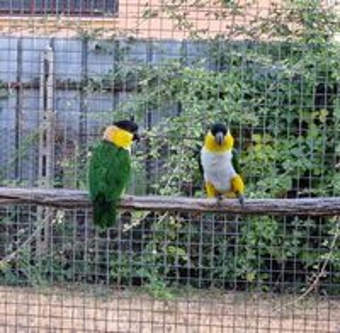   Caiques PALLIDUS  