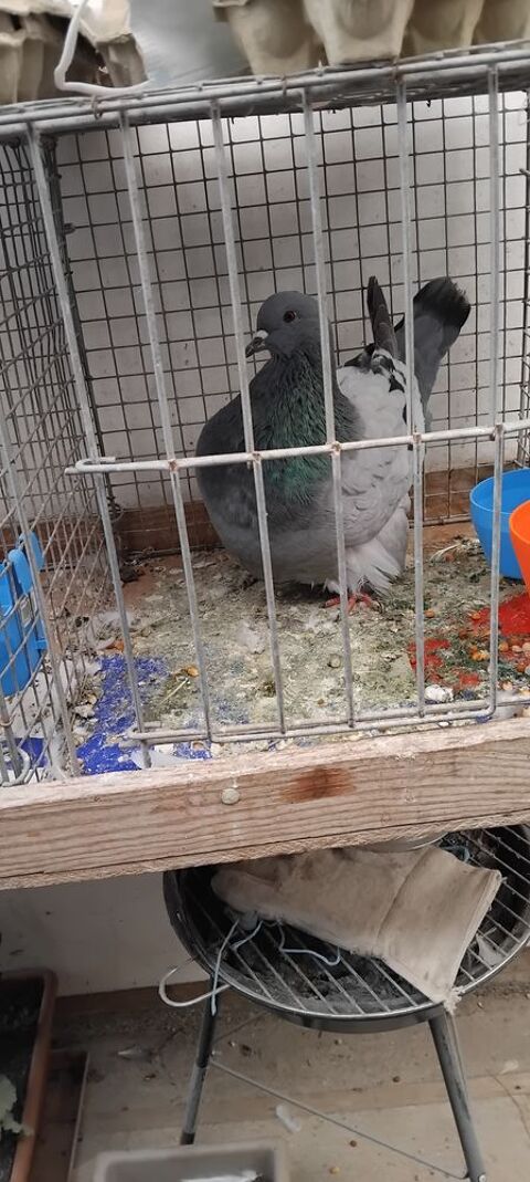  Pigeons  mondains 30 60220 Blargies