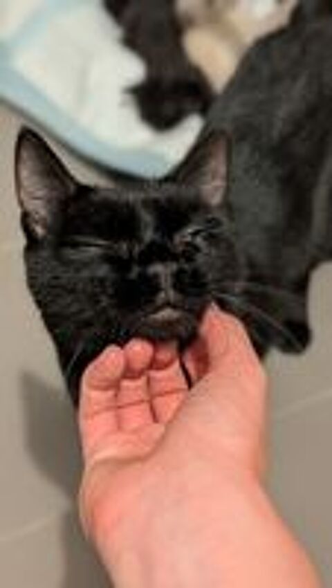   Ama jeune chatte noire en quête d'un foyer 
