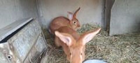   lapin fauve de bourgogne  