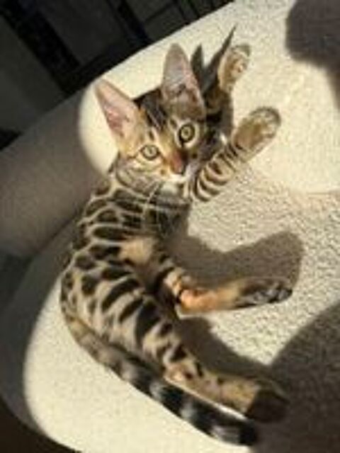  CHATON Bengal Mâle LOOF Disponible 