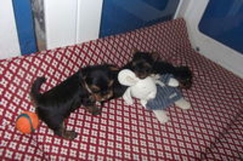   magnifique bebe chiot yorkshire terrier 