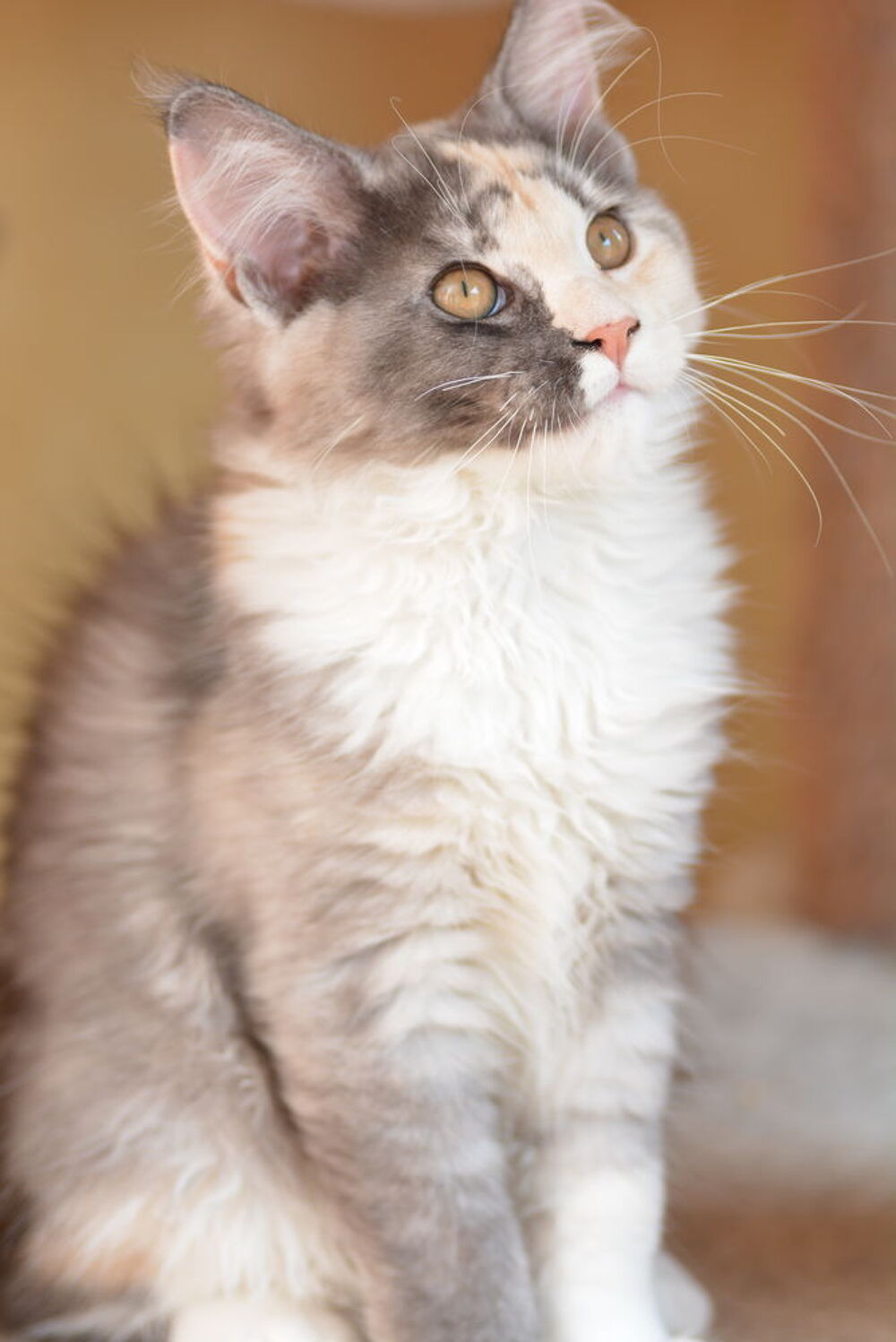   Chatons Maine Coon LOOF  