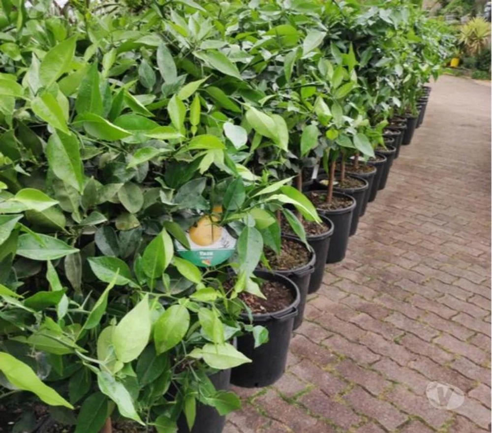 promo sur les citronniers yuzzu au jardin du lavoir
Jardin