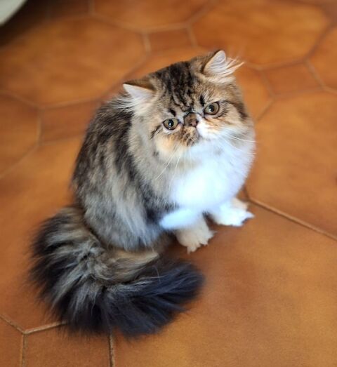 CHATONS PERSAN  DISPONIBLES DE SUITE 1000 30340 Rousson