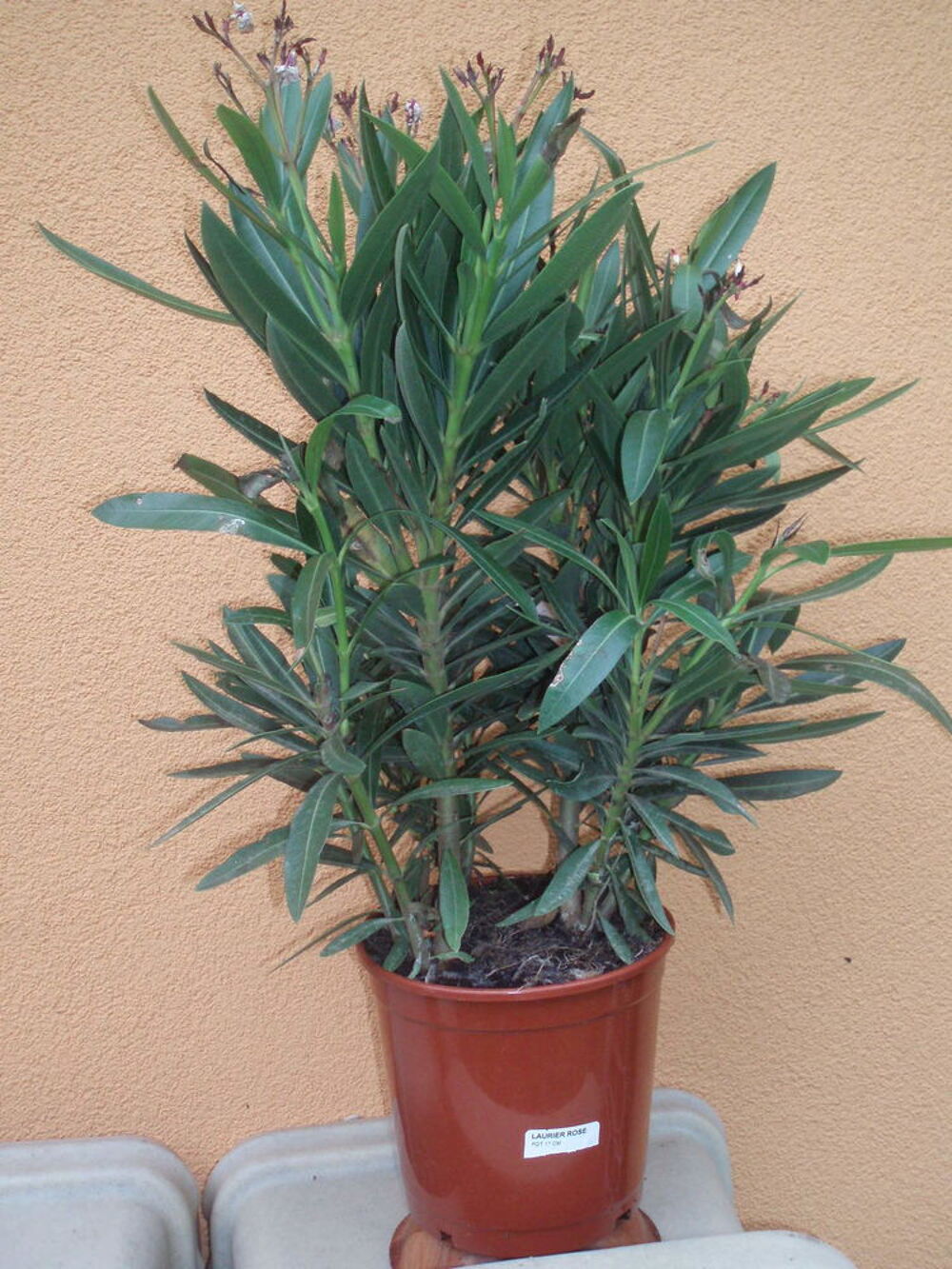 jardini&egrave;res en pvc Jardin