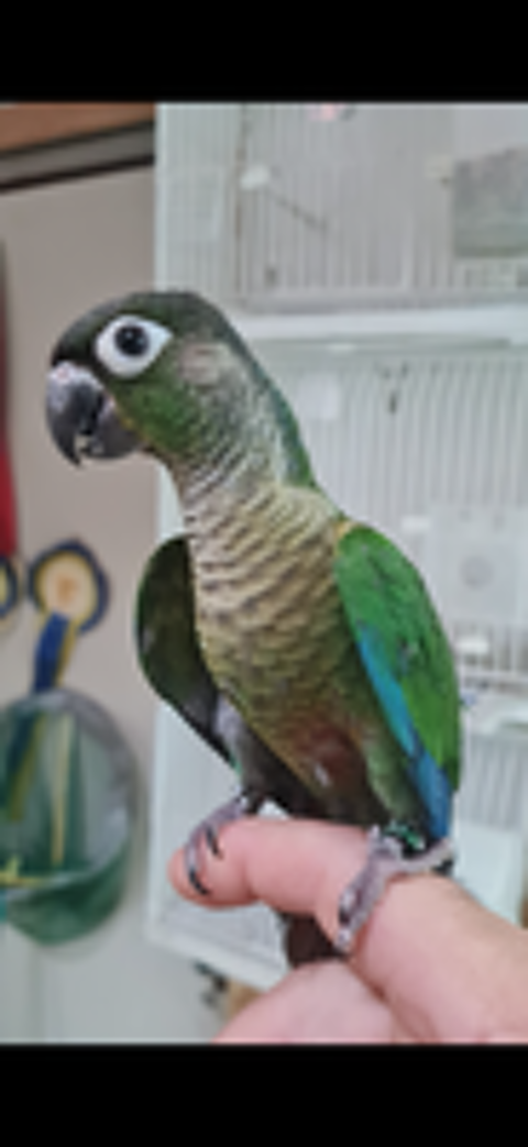   Jeune Conure de 4 mois eam  