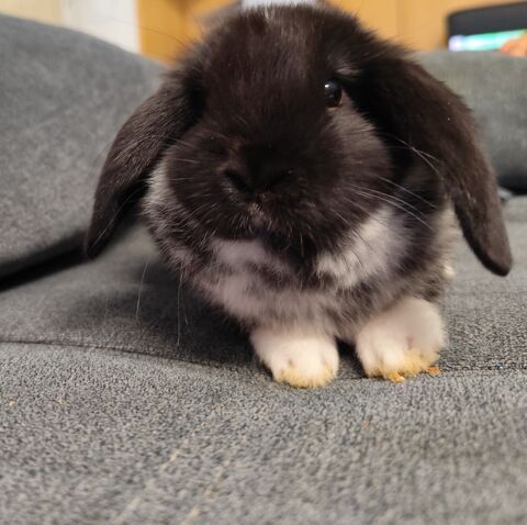Bébé Lapin nain belier mâle 30 26000 Valence
