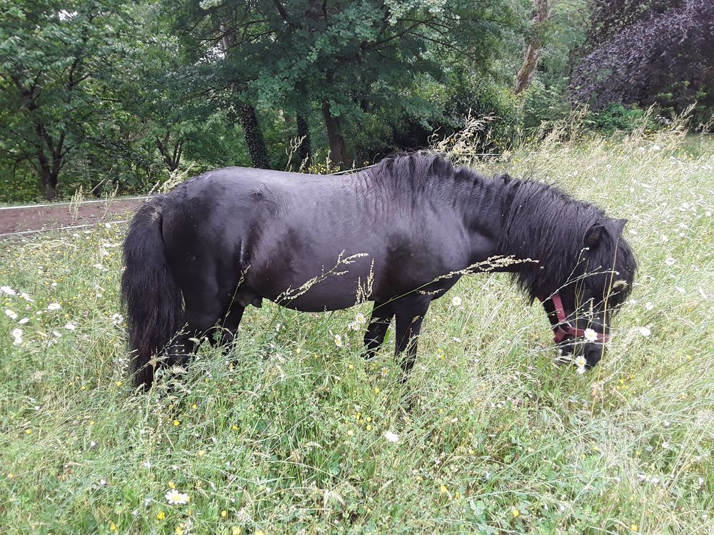  poney Shetland mâle 