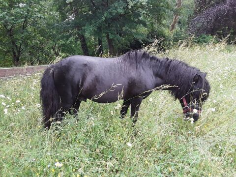 poney Shetland m&acirc;le 700 17500 Jonzac