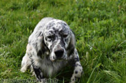   beaux chiots setter anglais 