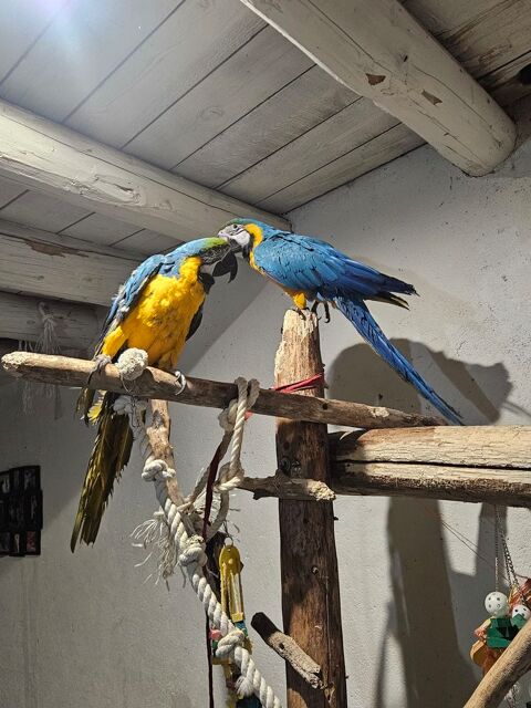 Ara ararauna 700 54700 Pont-�-mousson