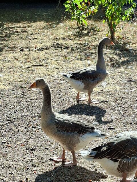 OIES 20 27100 Le vaudreuil