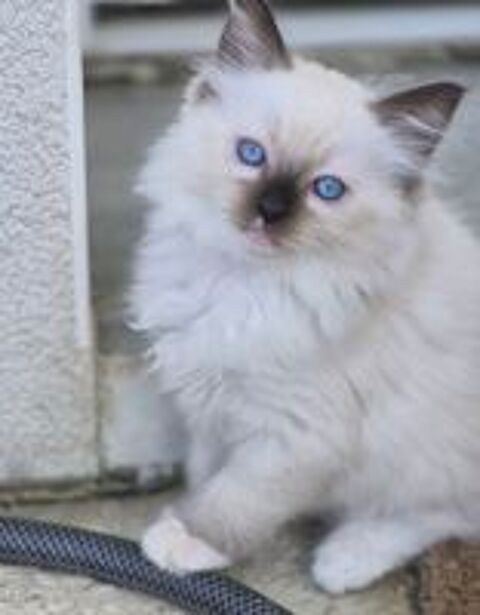   Magnifiques Chatons Ragdoll Mâles LOOF ?  