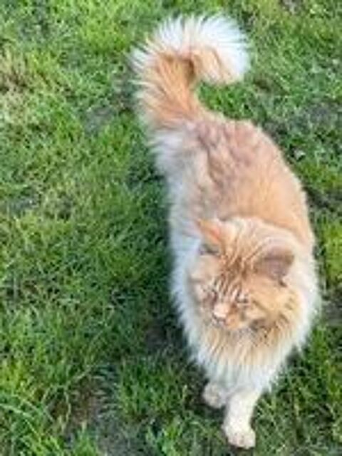   maine coon adulte retraité 5 ans loof 