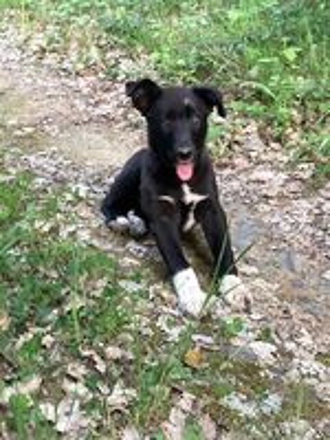   BORDER COLLIE LOF TROUPEAU 