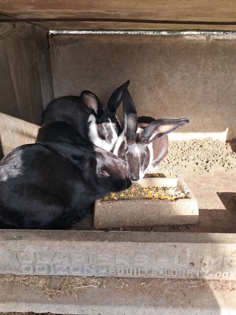 lapins fermiers 18 33220 Saint-andré-et-appelles