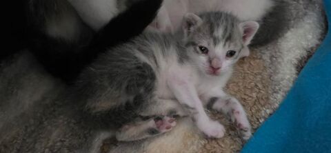 Chat BELLA &agrave; la r&eacute;servation 120 38370 Saint-clair-du-rhône