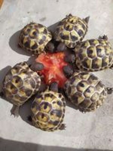   bébés tortues
