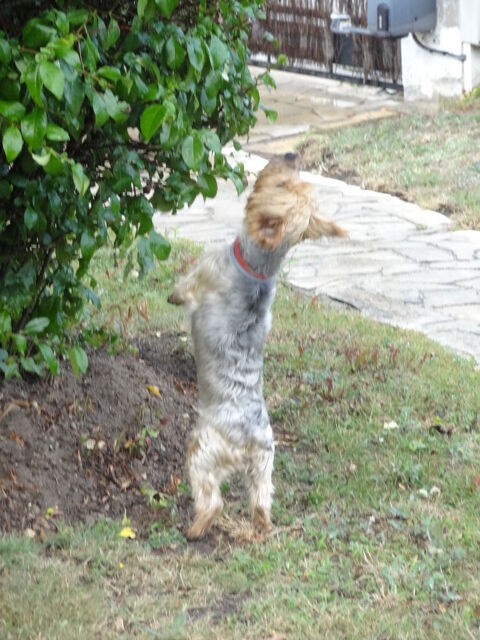 Nounou de petits chiens de moins de 15 kg 0 85300 Soullans
