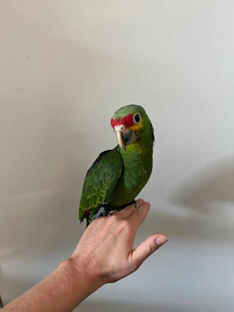 Perroquet amazone &agrave; front rouge 800 57300 Hagondange
