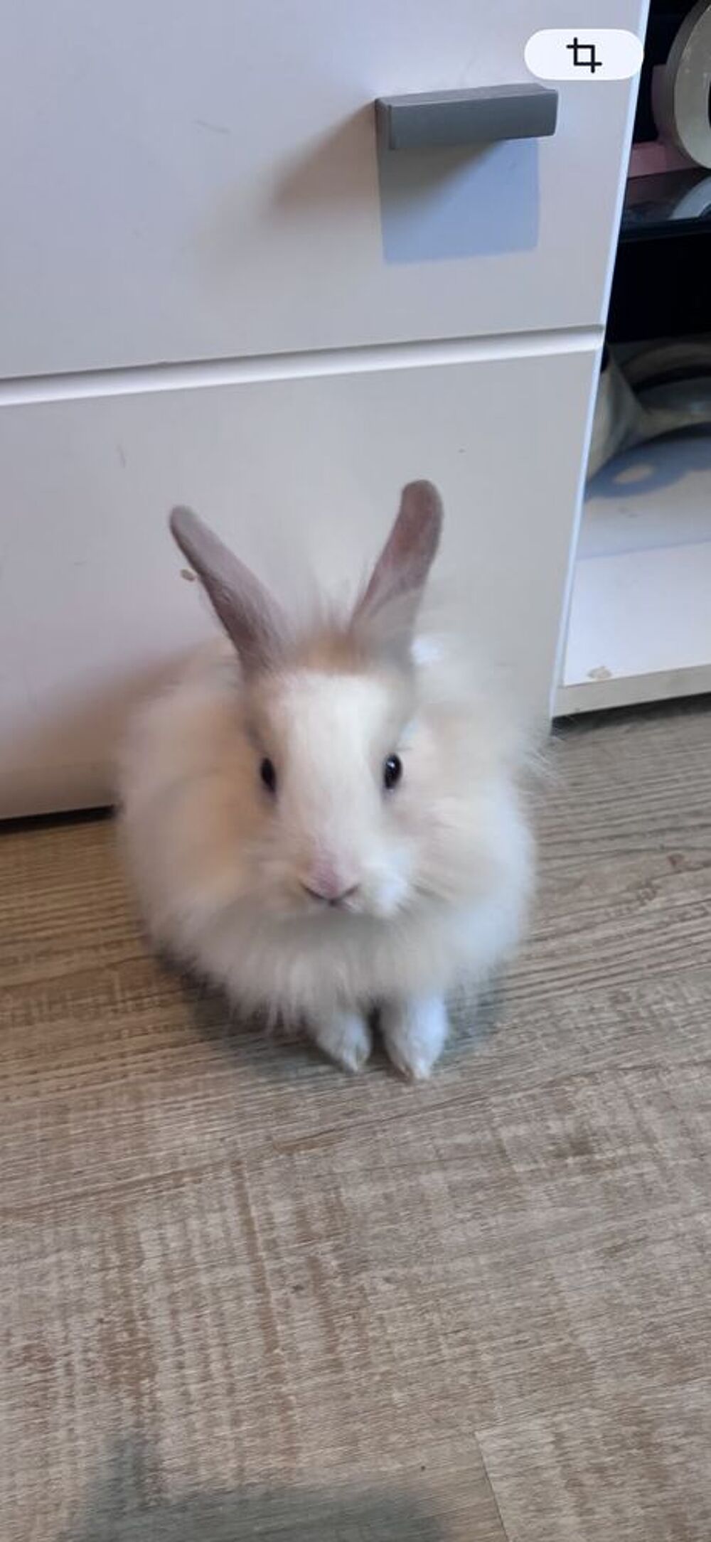   Don Lapin nain 