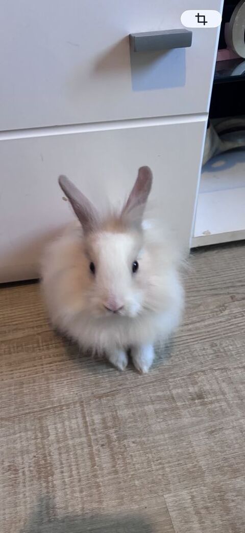 Don Lapin nain 0 91800 Brunoy